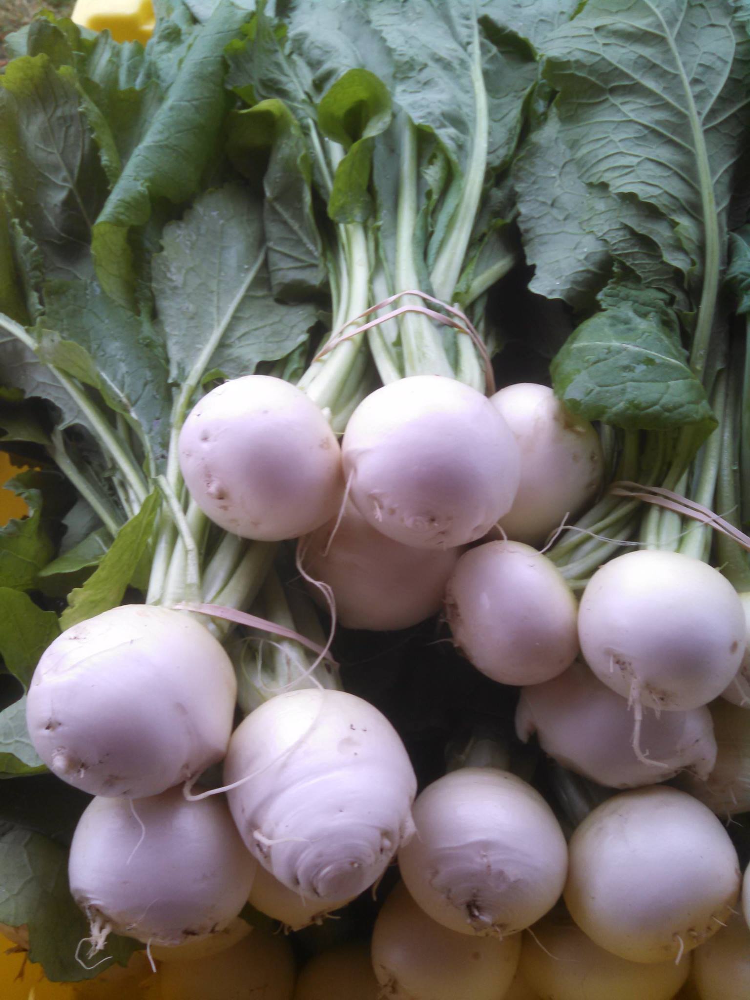 Turnips