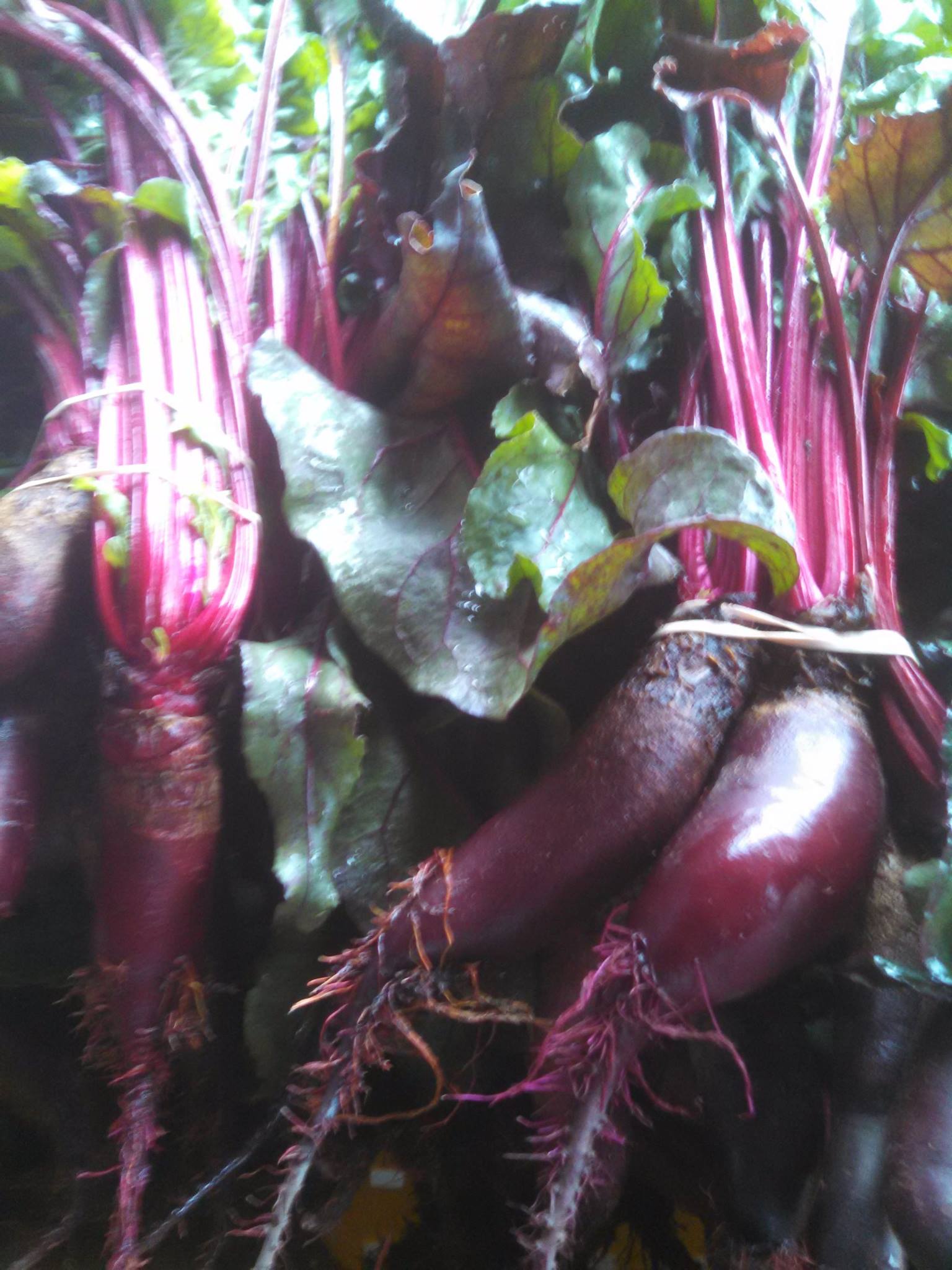 Beets