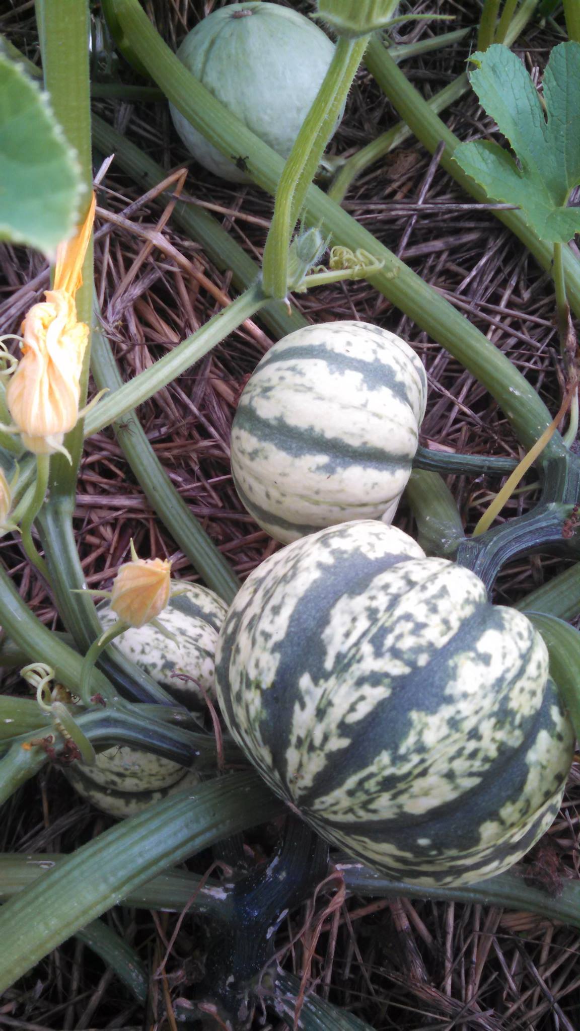 Winter Squash