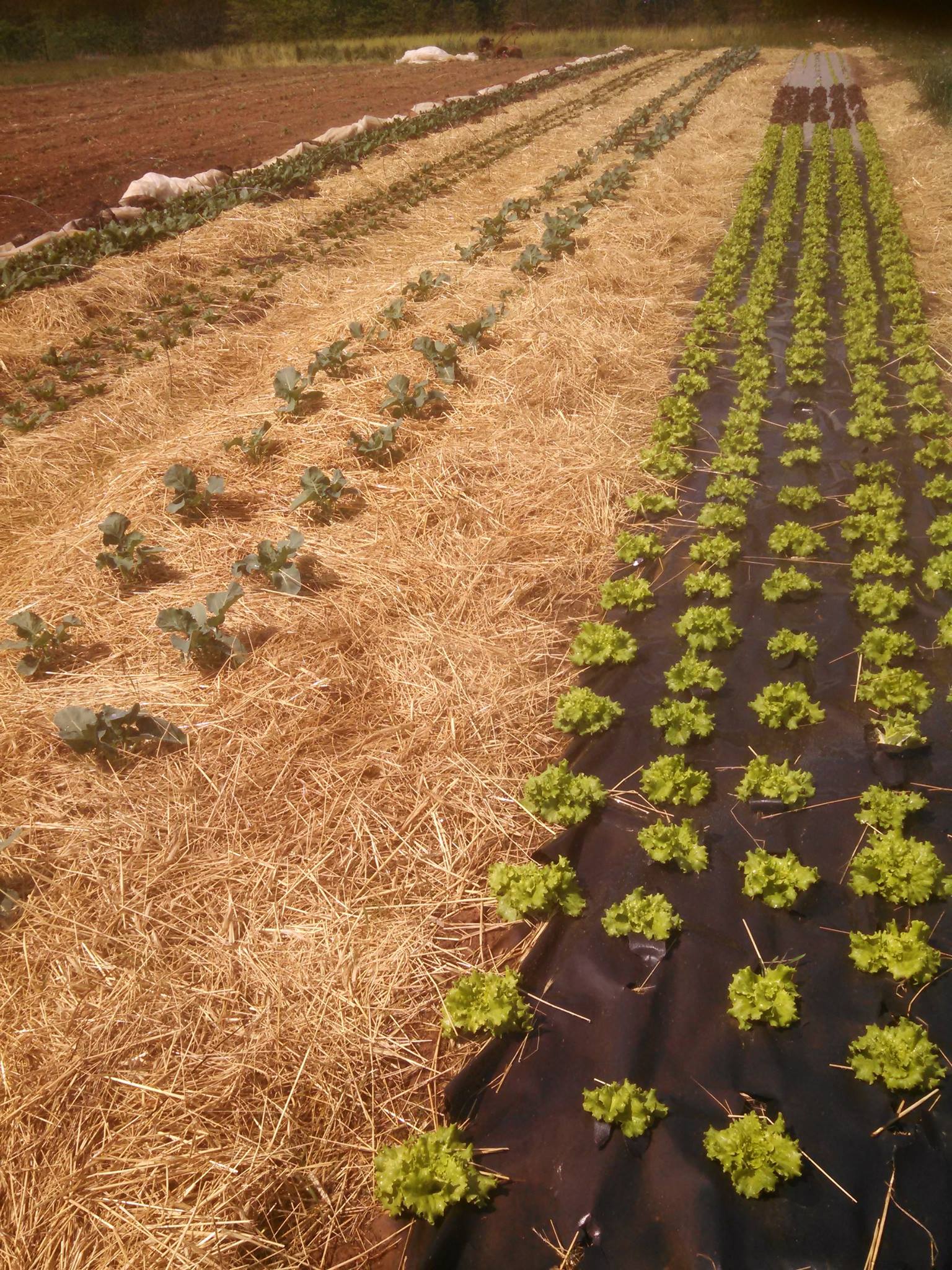 Field Lettuce