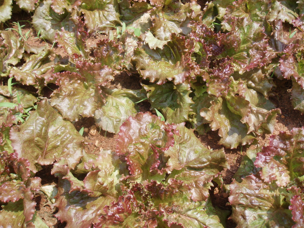 Red Leaf Lettuce