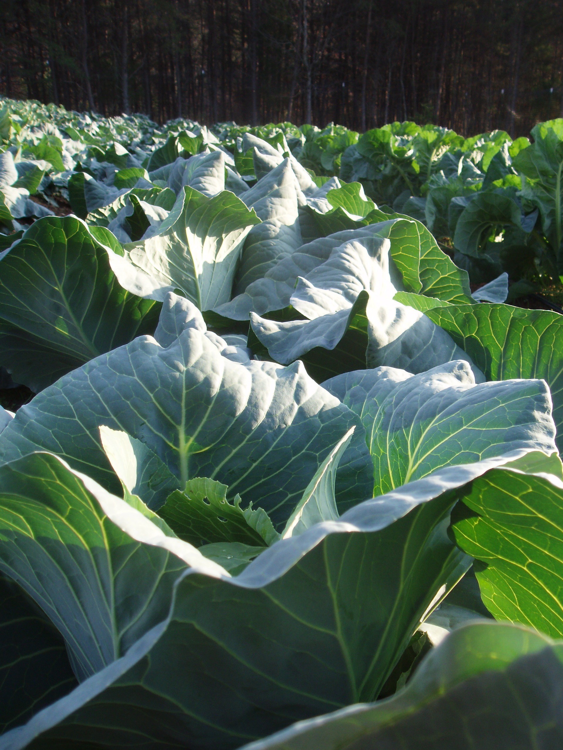 Cabbage