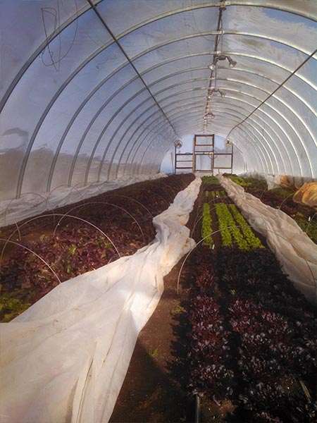 Twin Springs Farm photo 6